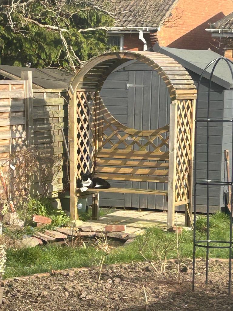 grumpy_cat18's tweet photo. It’s been quite spring-like here in my garden and I’ve been enjoying the arbor my humans put up for me https://t.co/aby56N5Urk