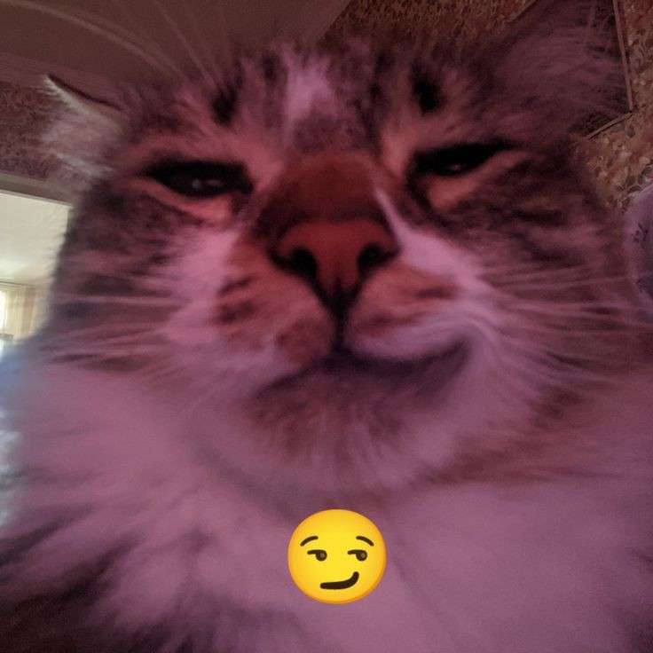 TweetsOfCats's tweet photo. 😏 https://t.co/EouSM6vH1C