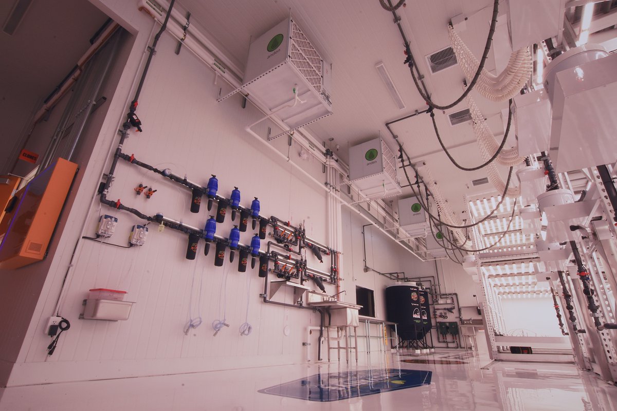 Miami Mango Cannabis🦩🥭 tweet media