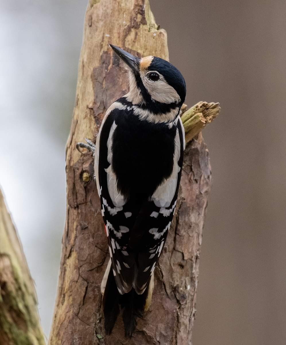 Woody woodpecker 

#fsprintmonday #wexmondays #woodpecker #NaturePhotography #wildlifephotography #wildlife #woodpecker #spottedwoodpecker #femalewoodpecker #Nikon #wildnikon #nikonuk #200500mm #mentalhealth #MentalHealthMatters #BirdsOfTwitter