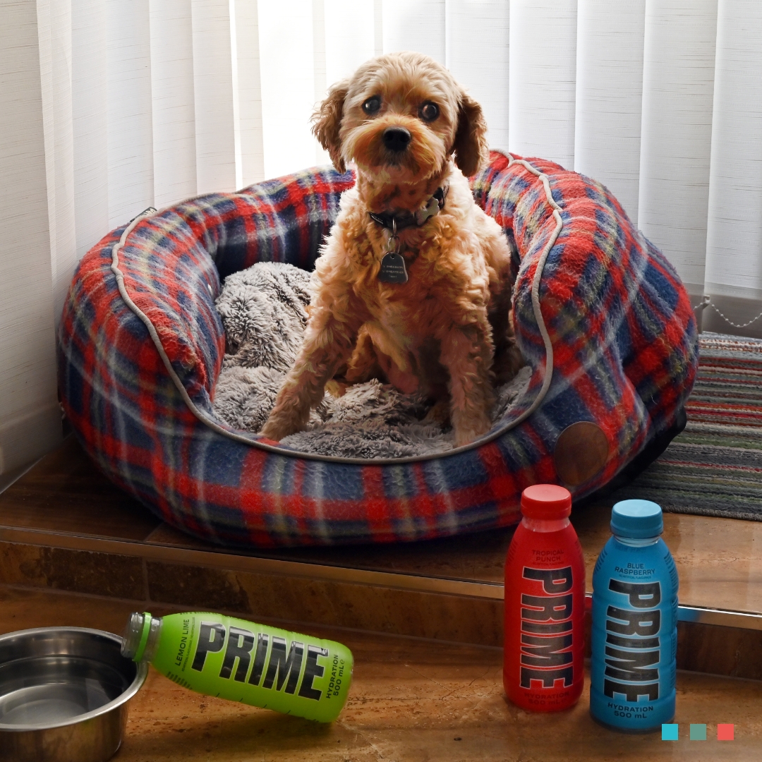 *No animals were forced to drink Prime during the filming of this post! (although there may be a preteen boy in Sudbury currently wondering where some of his prize collection has disappeared to) #primehydration #primedrink #sudburysuffolk