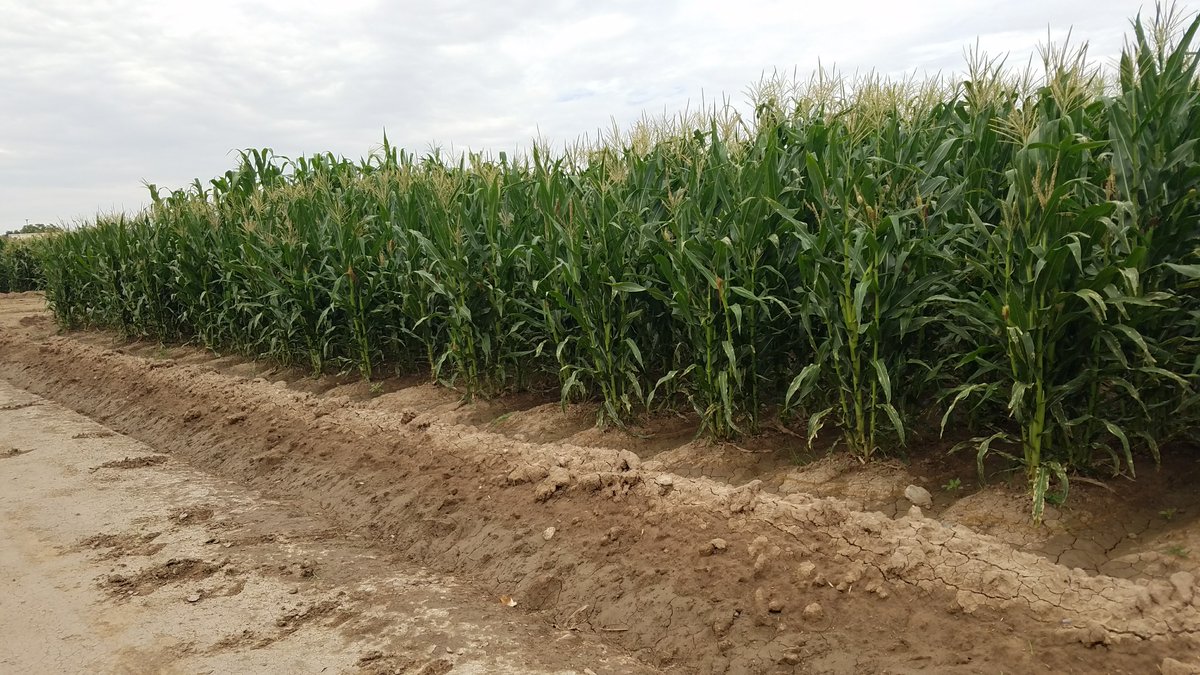incatcd's tweet photo. How your Crops &amp; Produce can become Certified Organic with Samantha Hilborn of Rodale Institute Consulting Program - https://t.co/o3GQiKVE6t https://t.co/sV0eYmi8Cx