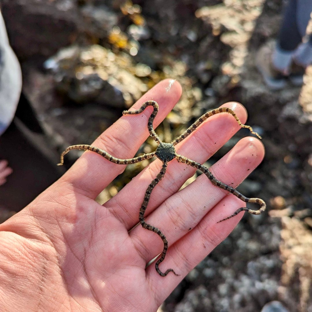 DigInverts's tweet photo. Happy World Wildlife Day! π±Find out more about this day at https://t.co/SfmSgYJwPl π
#worldwildlifeday #worldwildlifeday2023 #unitednations #internationalholiday #animals #marineinvertebrates #diginverts https://t.co/mjsMa1G5yv