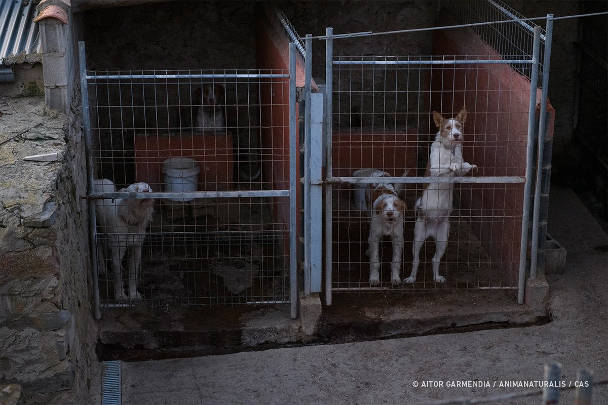 AnimaNaturalis's tweet photo. ⚠️ Desde la @gencat quieren que las instalaciones con menos de 15 animales ya no tengan que disponer de un servicio veterinario ni otras obligaciones. 

Este es un movimiento claramente propiciado por el lobby de la caza, para escapar de todo control.

🐾⛔ #NiUnaPotaEnrere ⛔🐾 https://t.co/vL4dzMa7Iw