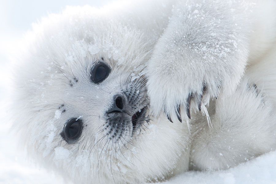 dailyseals's tweet photo. https://t.co/pvBv3IhLHj