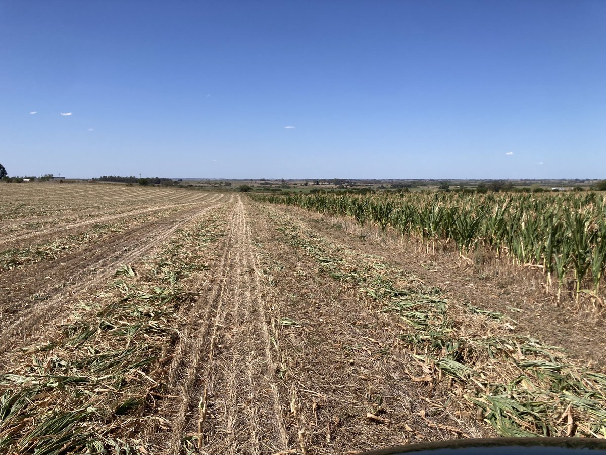 AguGabriel10's tweet photo. Cortando maíz para silopack !!! Muy complicado el panorama por la zona de nueva helvecia. https://t.co/7KzbYCUE93