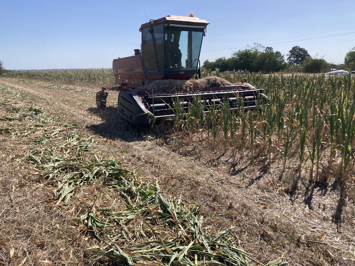 AguGabriel10's tweet photo. Cortando maíz para silopack !!! Muy complicado el panorama por la zona de nueva helvecia. https://t.co/7KzbYCUE93