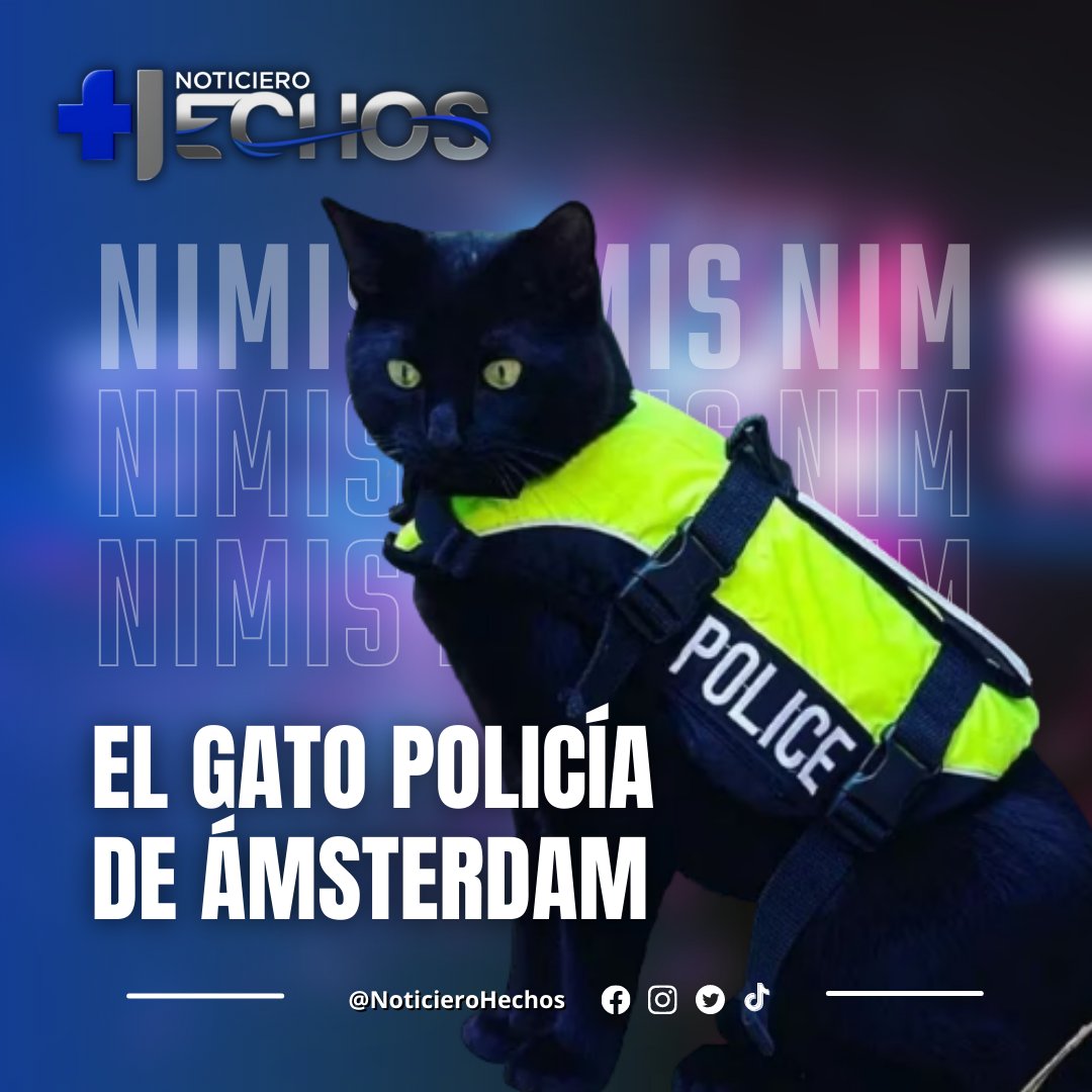 Noticiero Hechos 📱💬 on X: #Mascotas  Nimis es un gato negro que  patrulla las calles de Ámsterdam. Es conocido por utilizar un chaleco  salvavidas con una insignia de policía. Este accesorio
