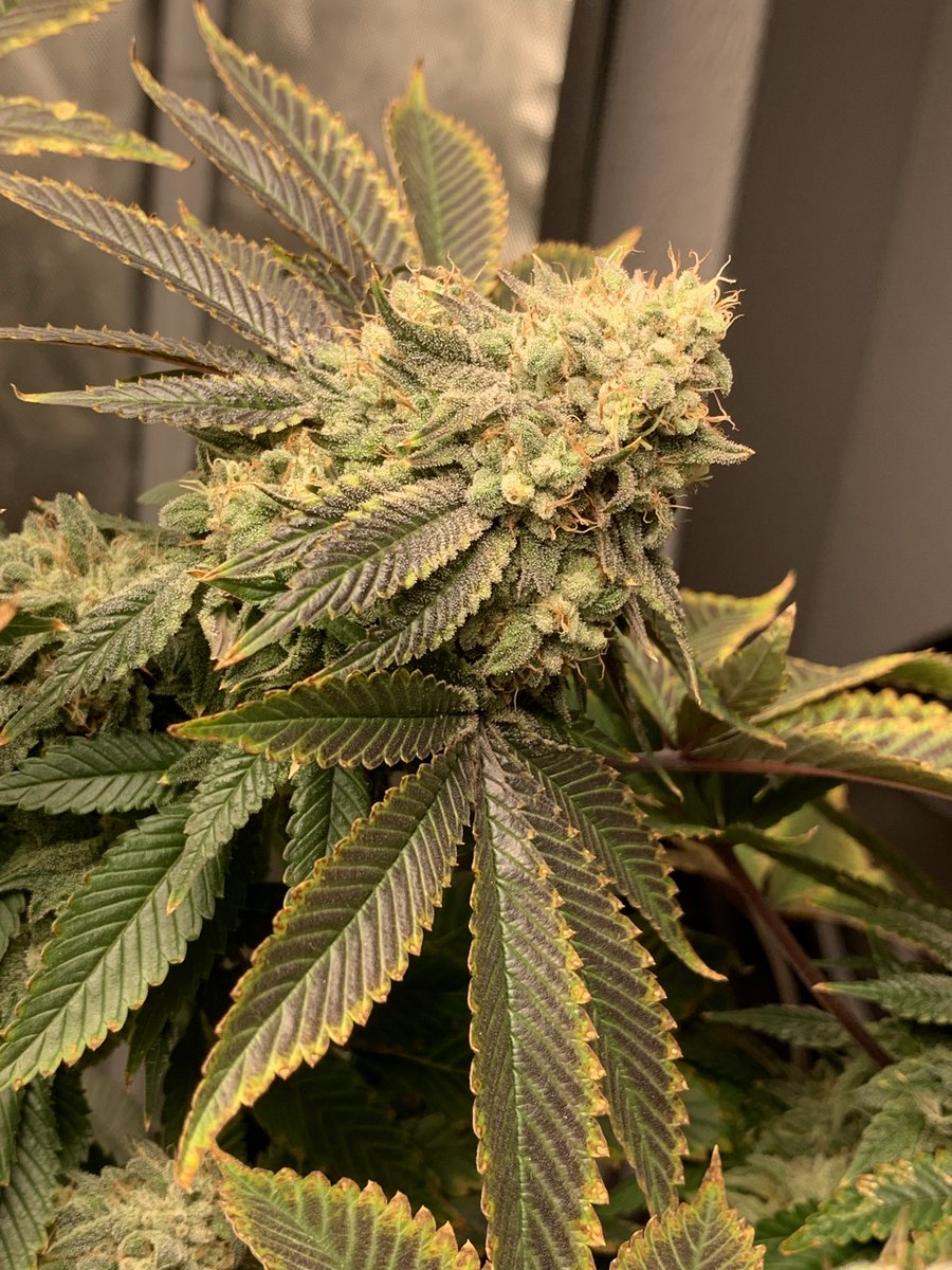 gps_seedbank's tweet photo. Pebble Pusher (Fruity Pebbles OG x Stardawg)
Grown by: defnsmokn
Bred by: Greenpoint Seeds
#pebblepusher #fpog #fruitypebblesog #stardawg #chem4 #tresdawg #chemdog #chemdawg #cannabisculture #cannabiscommunity #cannabiseeds #growyourown #greenpointseeds https://t.co/niT5INaIon