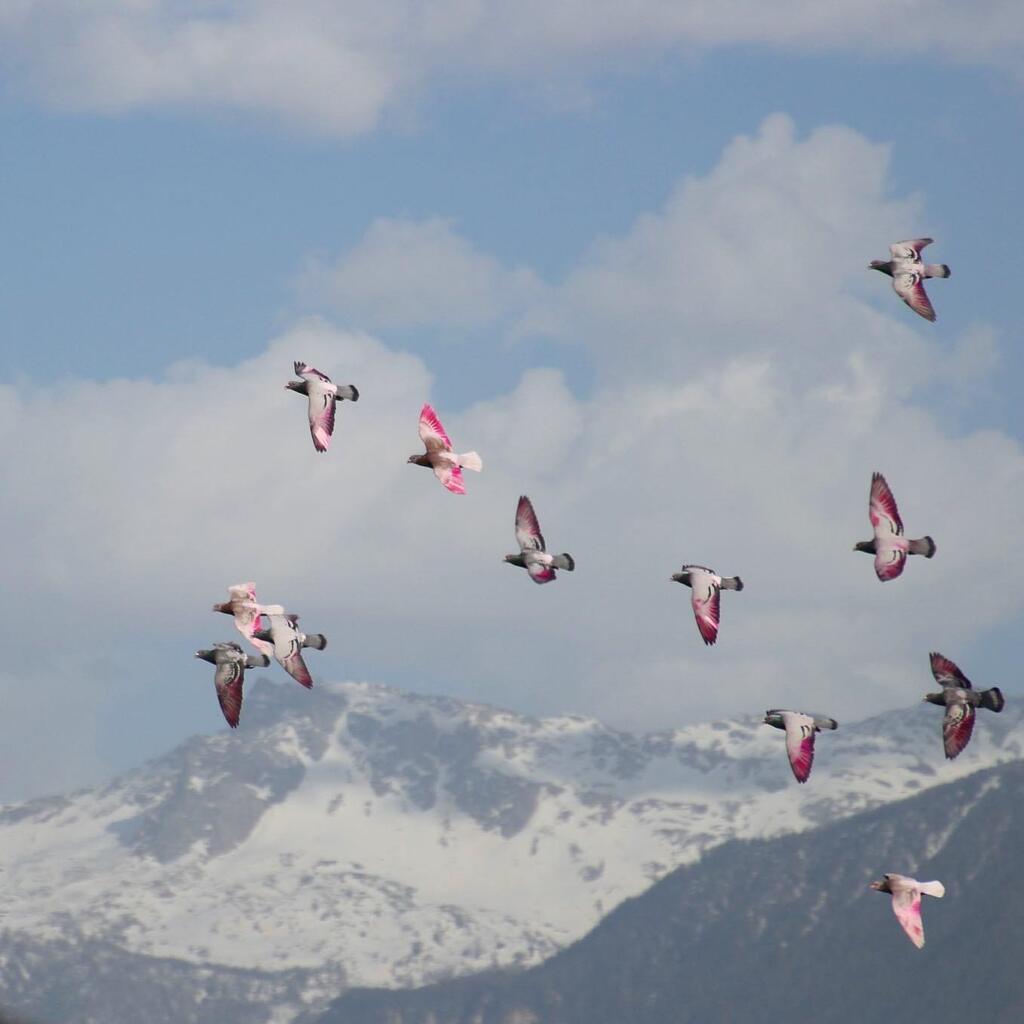 RacingpigeonsC's tweet photo. Last week it felt like winter is over but he came back like a punch in the face! ๐ฅถ๐ฅถ
#stillwinter #pigeons #foryou #mondayvibes #mondaymood #instabirds #racing #sport #tauben #valoft #taubensport #winter #cold https://t.co/Q7aELMdSwM https://t.co/QtA1JrYBUC