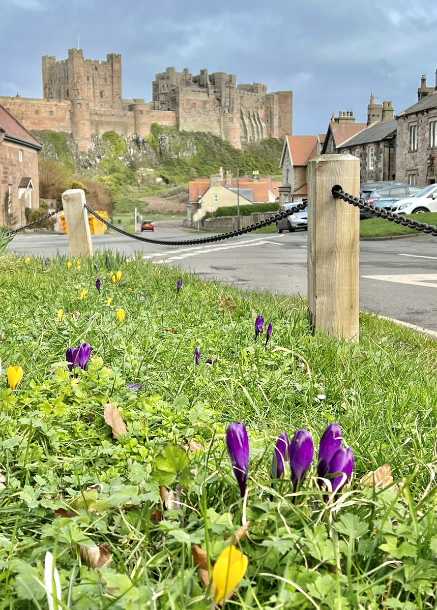 Bonny Bamburgh in bloom #SpringIsComing #February2023 #February #Mondayvibes #Northumberland #Castle #coast