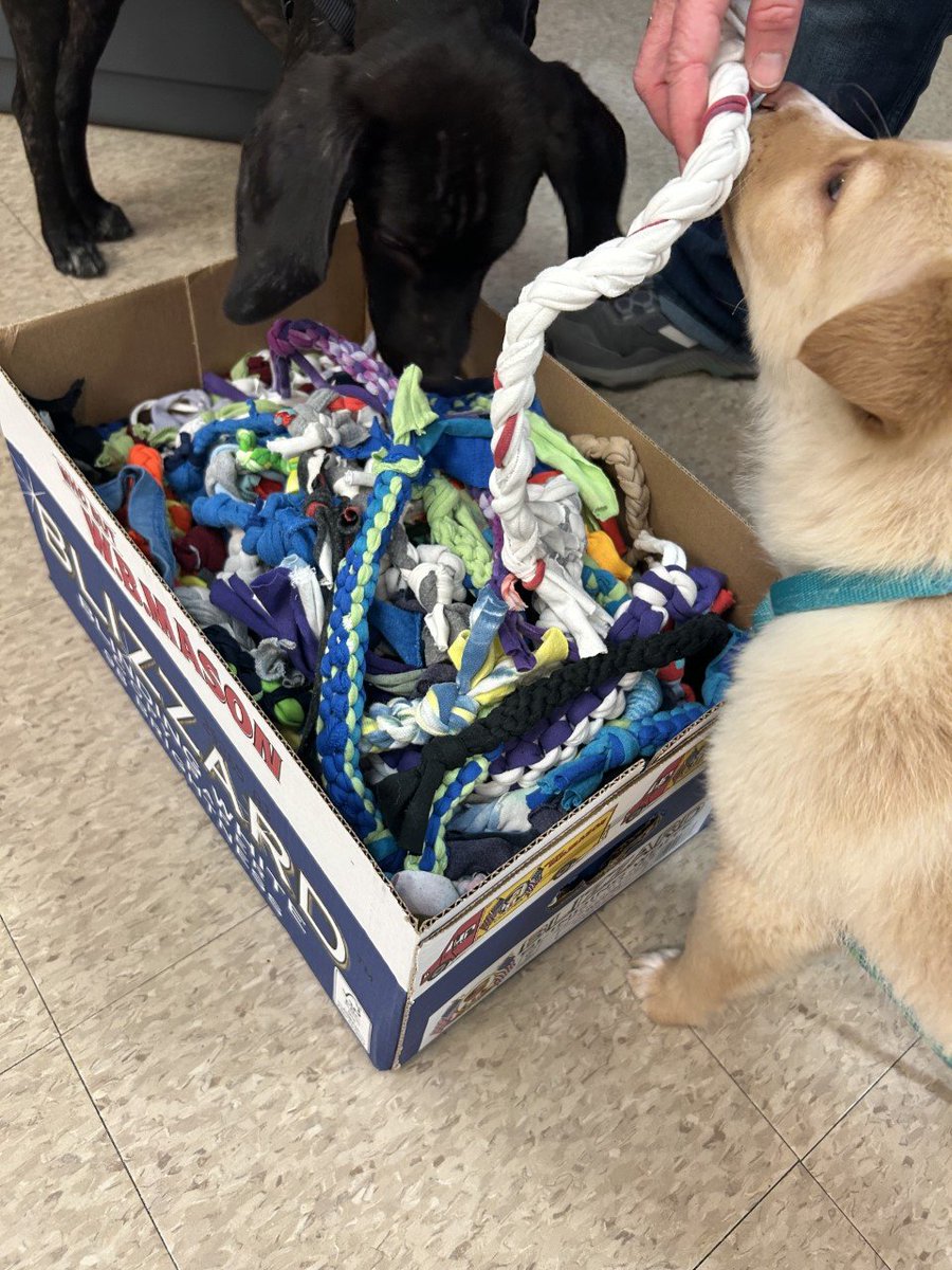 6th grade students made over 300 dog toys this year. On Friday, we were able to donate a large box to the puppies visiting from To Love a Canine Rescue. They loved them! The remaining toys will go to Brandywine Valley SPCA in West Chester.
