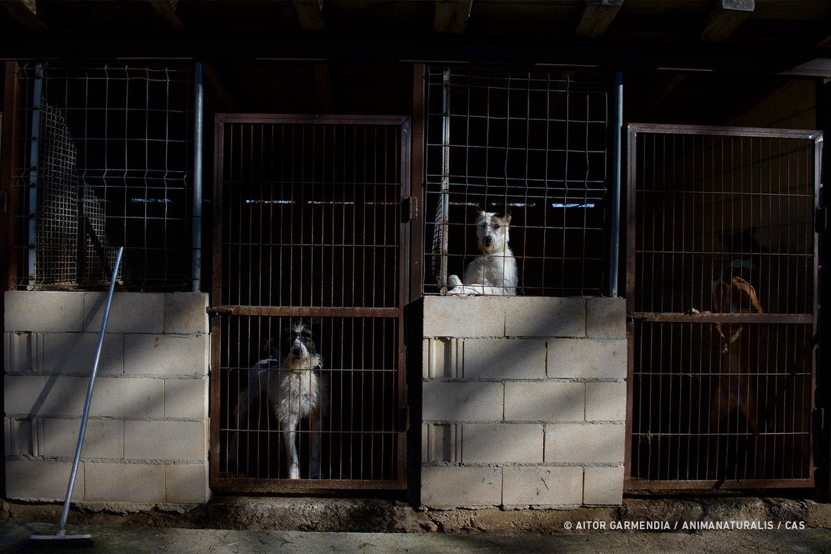 AnimaNaturalis's tweet photo. 🔴❗Parlament de Catalunya: retiren la propuesta de modificación de la Ley de protección de los animales que pretende eliminar la obligación de disponer del permiso de núcleo zoológico a las instalaciones que alojen menos de quince animales. 

🐕 #NiUnaPotaEnrere 
🏛➡️ @gencat https://t.co/bsLtLRdxvc