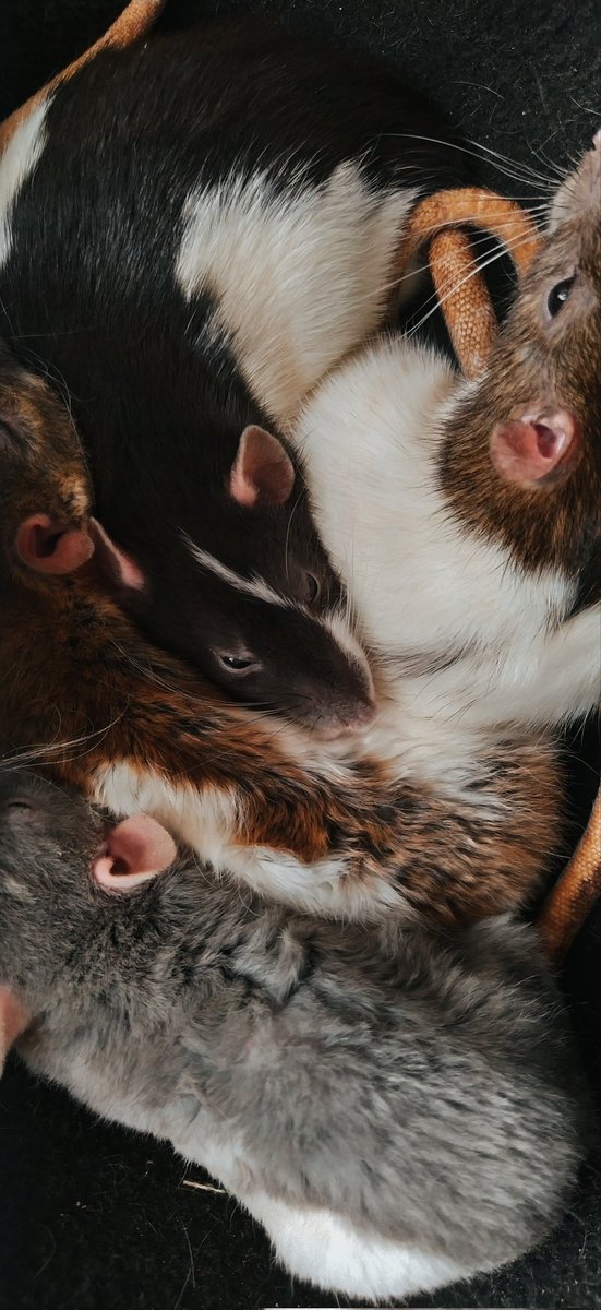 Yersinia Pestis tweet media