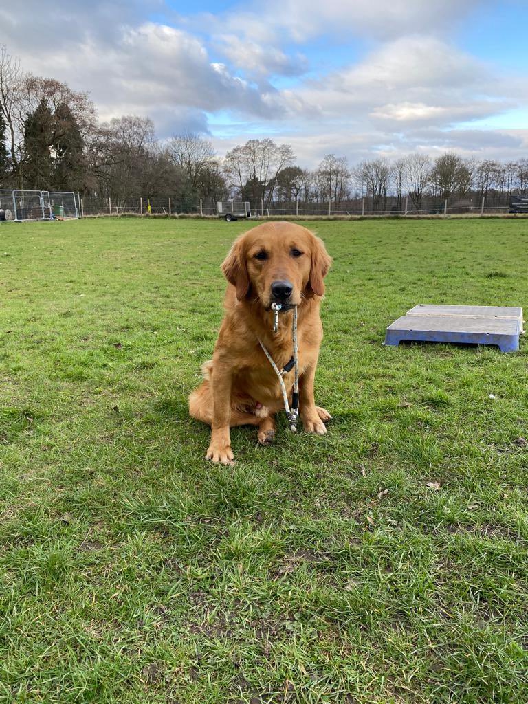 Last couple of spaces on a puppy course starting this Saturday. Pls retweet

damianriley.com/product/puppy-…