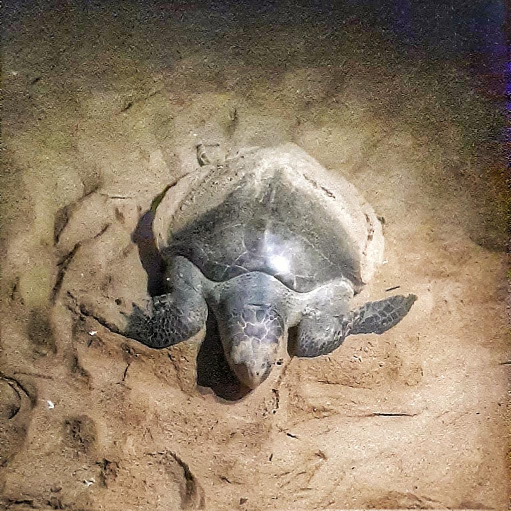 palit_arijeet's tweet image. At #Rushikulya for the #Arribada mass nesting of Olive Ridleys.
#Ganjam #Odisha #IndiAves