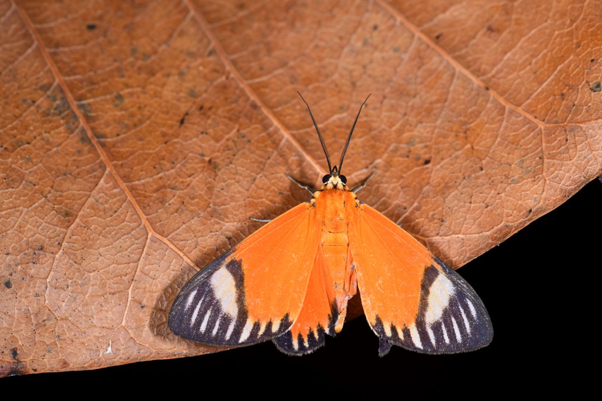 MaximLarrivee's tweet photo. Here's another jewel attracted to our #AMI monitoring systems for #mothday - the #Tiger #moth - Calodesma maculifrons. Get ready folks, #moth diversity is endless so expect a steady flow of #beauty in your timeline.
#insects #macrophotography #NaturePhotography https://t.co/JJ1VLXkjIR