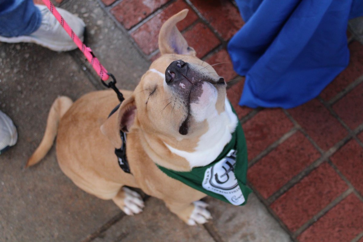 GwinnettSO's tweet photo. Deputies assigned to the Gwinnett County Jail Dogs Program attended the Universal Joint’s 4th Annual Chili Cook Off in Lawrenceville. The community support was truly remarkable, and our jail dogs enjoyed the love shown during the event. #GoGCSO https://t.co/3tg0B0s1lT