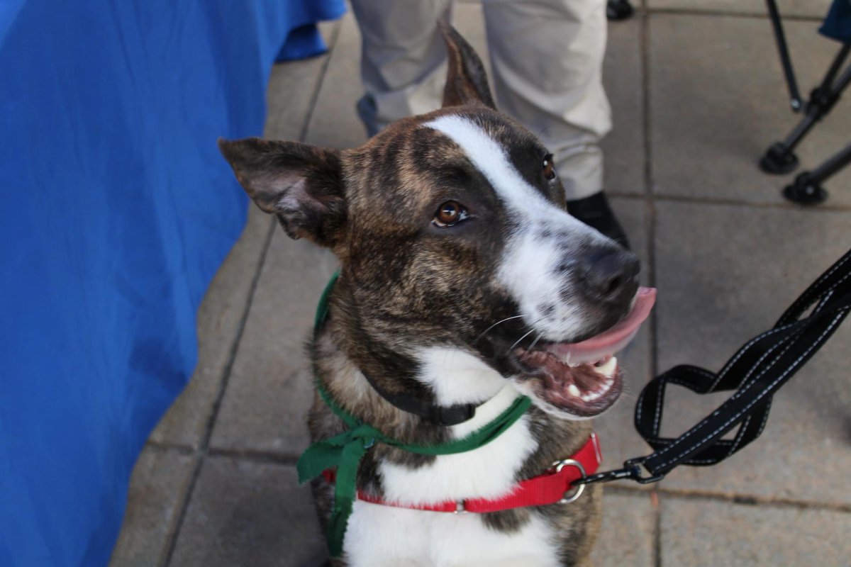 GwinnettSO's tweet photo. Deputies assigned to the Gwinnett County Jail Dogs Program attended the Universal Joint’s 4th Annual Chili Cook Off in Lawrenceville. The community support was truly remarkable, and our jail dogs enjoyed the love shown during the event. #GoGCSO https://t.co/3tg0B0s1lT