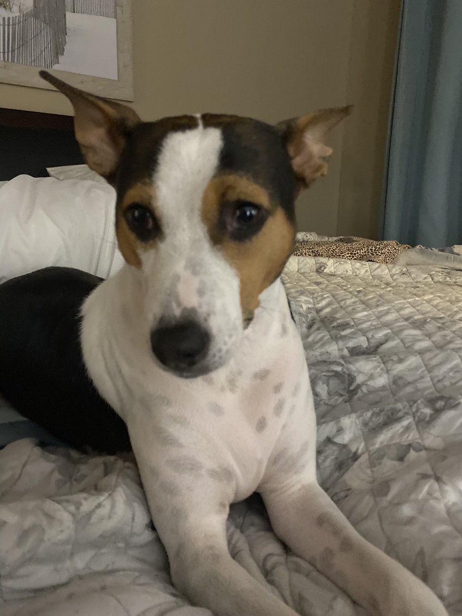 We celebrated the man by giving this feisty trash panda his name.  We think he’s worn it well.