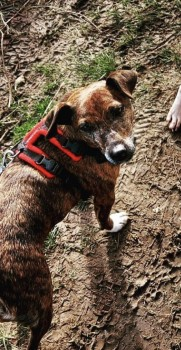 millypod1's tweet photo. 🆘26 FEB 2023 #Lost LUNA #ScanMe #Tagged 
Dark Brindle Terrier Cross Female
Had a tracker on and followed it to where it stopped (currently still says 'off-line'). 
#PuttenhamCommon is open heathland between #Farnham and #Guildford #Surrey #GU3 
https://t.co/aEAL38KAri https://t.co/Mmlvdkqfxh