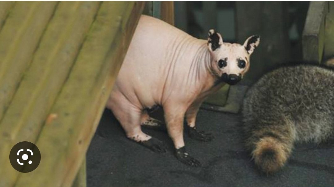 HeadderBee's tweet photo. I just saw a picture of a hairless raccoon, and it is life changing https://t.co/Znsx8CeAB9