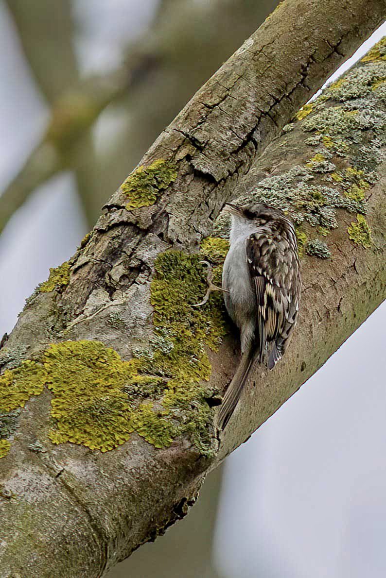 hertskingfisher's tweet image. One from this morning, i have made it my goal to get some nice shots of a tree creeper this year. A beautiful bird I  have rarely photographed. Do you see them where you live?