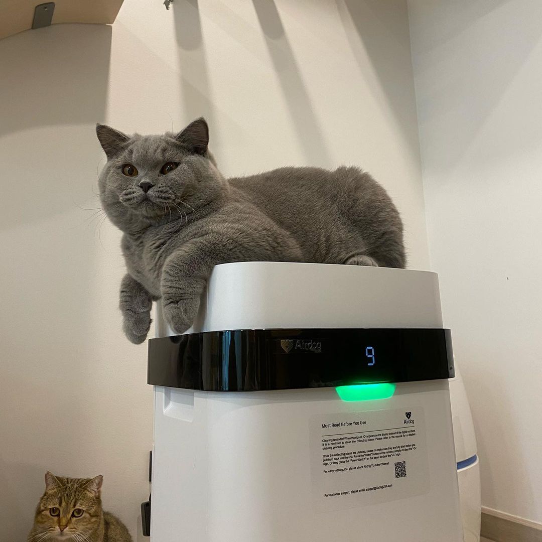 KronosAir's tweet photo. Don't settle for anything less than the best when it comes to the air you breathe. Order your Kronos advanced air purifier today &amp; start enjoying the benefits of cleaner, healthier air! 🙌🌿 #kronosair #AdvancedTechnology #BetterHealth #HealthyLiving #Cats
https://t.co/pALsWTD5fn https://t.co/qaiMnwlmZh