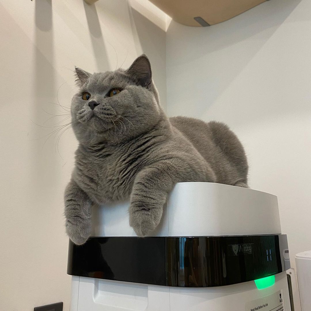 KronosAir's tweet photo. Don't settle for anything less than the best when it comes to the air you breathe. Order your Kronos advanced air purifier today &amp; start enjoying the benefits of cleaner, healthier air! 🙌🌿 #kronosair #AdvancedTechnology #BetterHealth #HealthyLiving #Cats
https://t.co/pALsWTD5fn https://t.co/qaiMnwlmZh