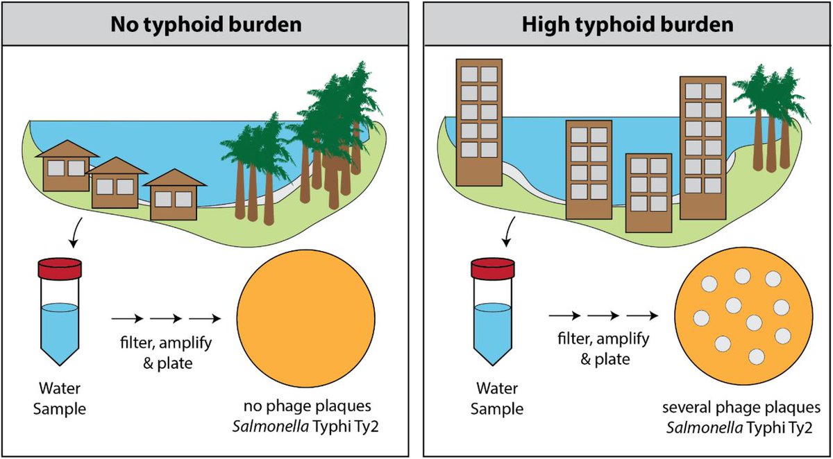 Accurate data on typhoid burden is crucial for policy intervention to <a href="/PreventTyphoid/">Take on Typhoid</a>. Blood culture surveillance is resource-extensive, prohibiting sustainable implementation. Typhi is a water-borne pathogen &amp; we tested the potential of Typhi-specific phage surveillance. 2/6