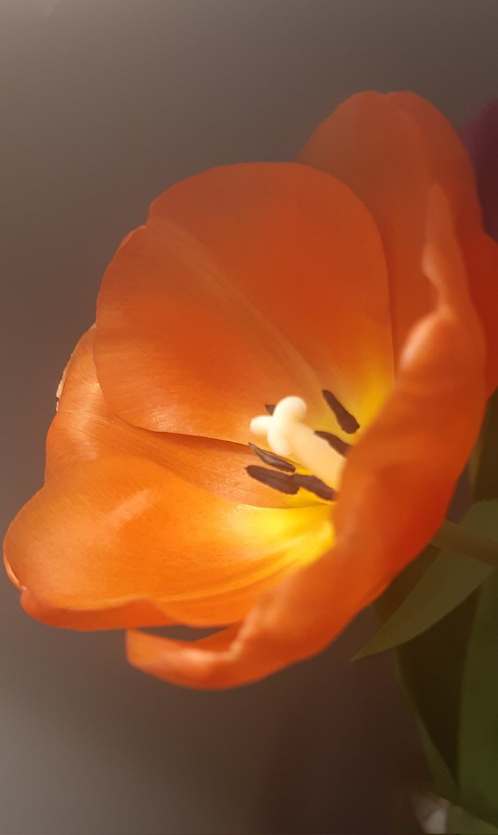 Tulip

#wexmondays
#sharemondays