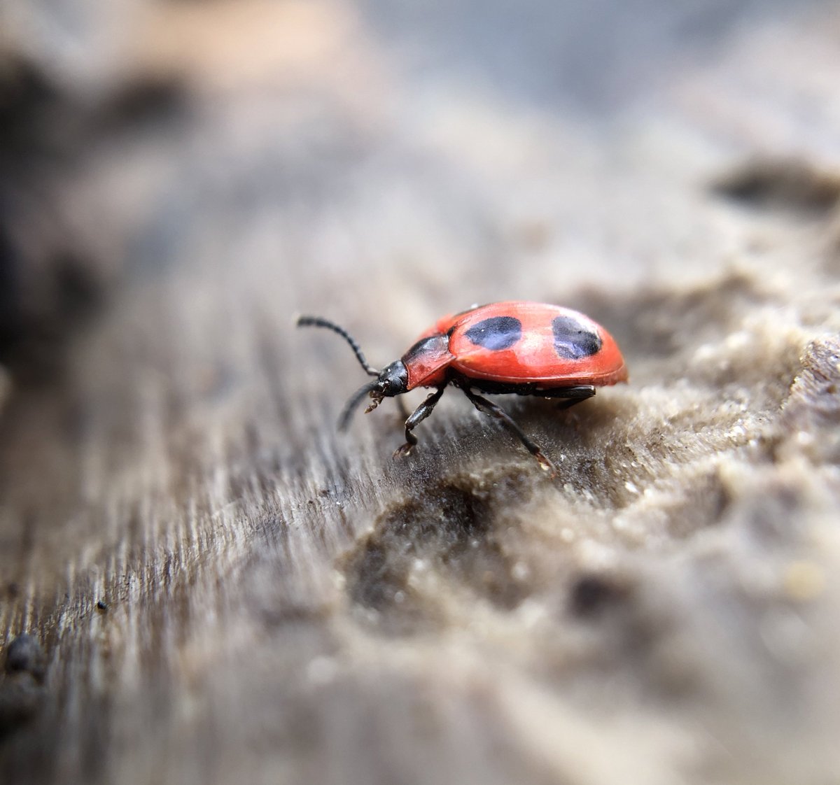 Delighted to find 4 of these fabulous little fakers, Endomychus coccineus, AKA the False Ladybird. 🐞

Nice try beetle, but you don’t fool me. 

#AmazingBeetles #Winterwatch