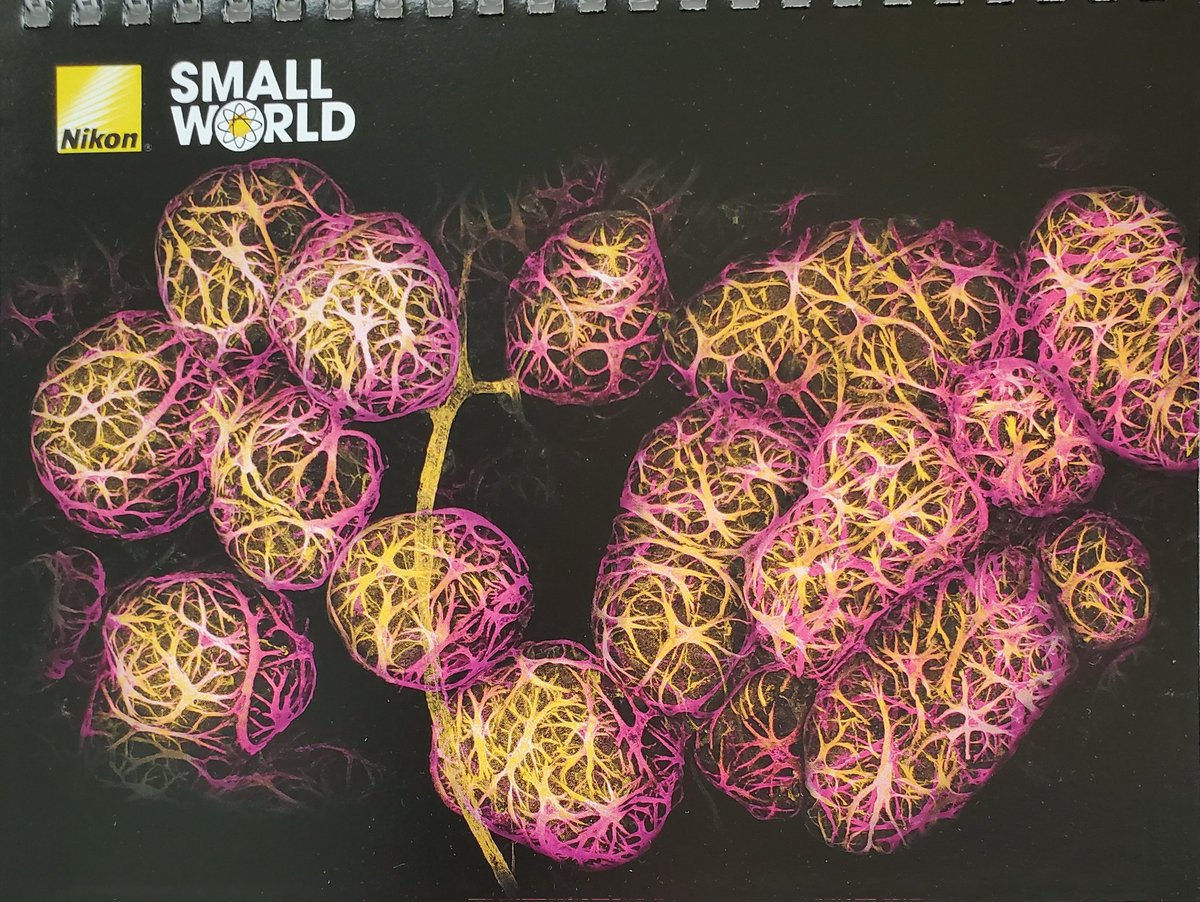 The wasp buzzing around my office this morning was very interested in my <a href="/NikonUSA/">NikonUSA</a> Small World calendar. It is a very beautiful micrograph, but I had to get rid of my office mate