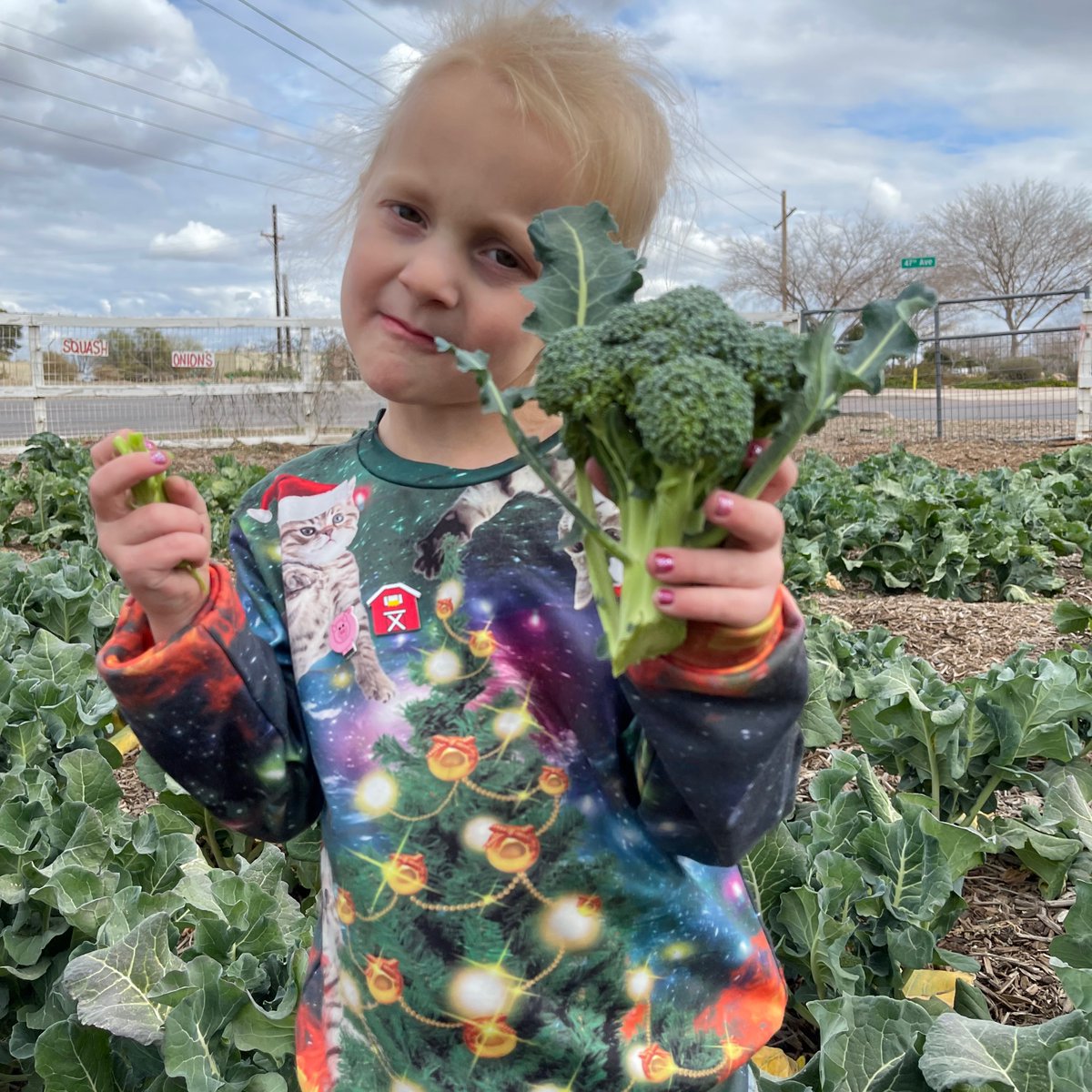 Harvesting tons of beautiful organic broccoli from the front field today! 
#kidsareourfuture #broccoli #organic