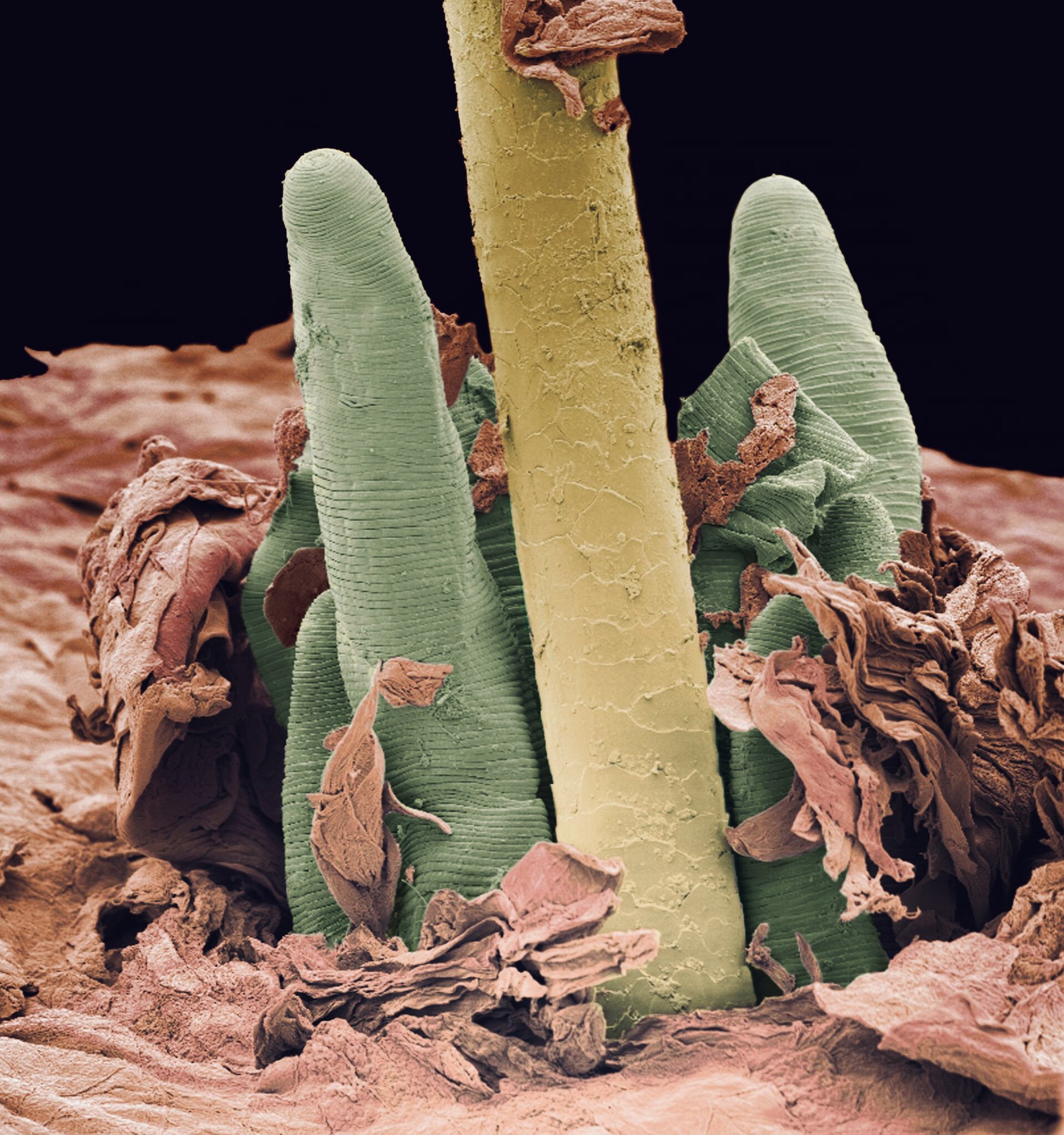 Eyelash Microscope