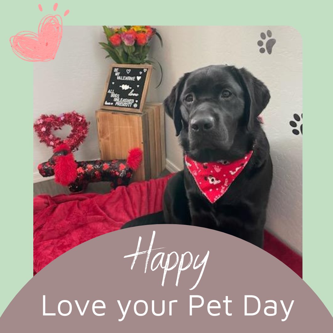 We had to give a shout out to our FAVORITE furry co-worker here at Body Bliss, Sammy! Happy National Love your Pet Day! #pets #doglife #furryfriend #loveyourpetday #wellness #aromatherapy #love #spa #sammybliss #pets #cute