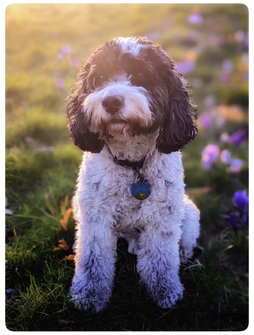 ZoeKnagg's tweet photo. @OfficialPLT #PLTpetday Maxy would love a new coat 😉🥹🥹 https://t.co/Z9NW9uDg8I