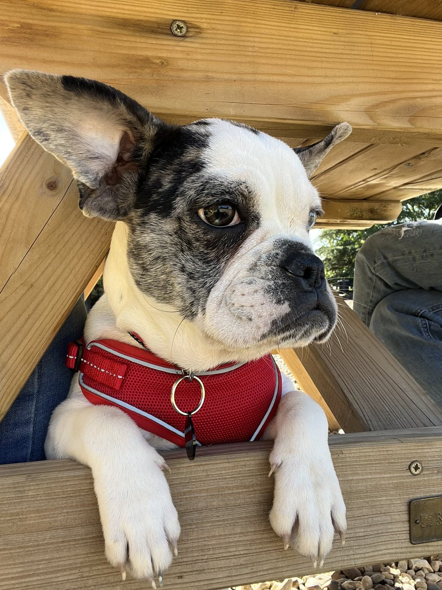 Kathrynnjadee's tweet photo. #PLTpetday my beautiful Betsy 🥰🐶 https://t.co/X34s9OCTNF
