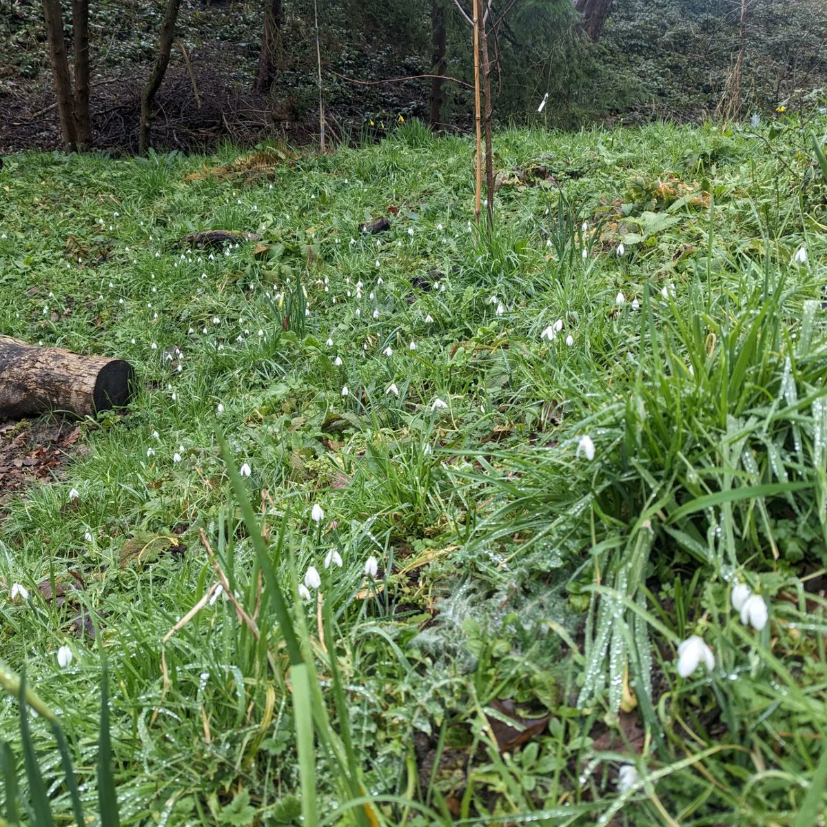 @CTywydd @DerekTheWeather @OwainWynEvans @Sue_Charles @garddioamwy @GWmag @walesbotanic @GWandShows @S4Ctywydd @BBCWthrWatchers  the  Tenby daffodil starting to flower in the #arddnatur #naturegarden at #betwspark #parcybetws. Help of volunteers @WelshGovernment @HeritageFundCYM