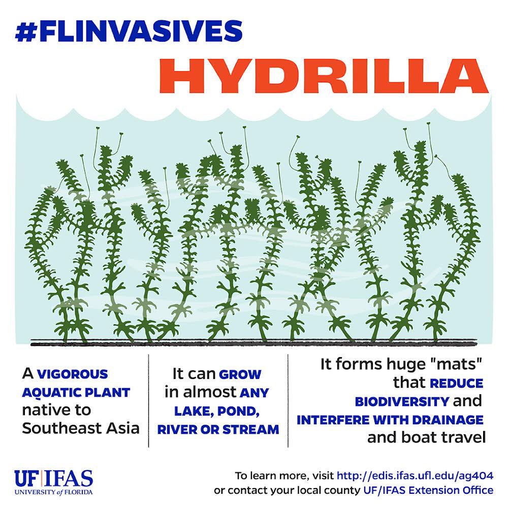 UF_IFAS's tweet photo. Florida’s subtropical climate and peninsular geography make it extremely vulnerable to invasive species.

Here are a few of the #FLinvasives who've made themselves at home.

#NationalInvasiveSpeciesAwarenessWeek #NISAW https://t.co/LpqqTMEFI4