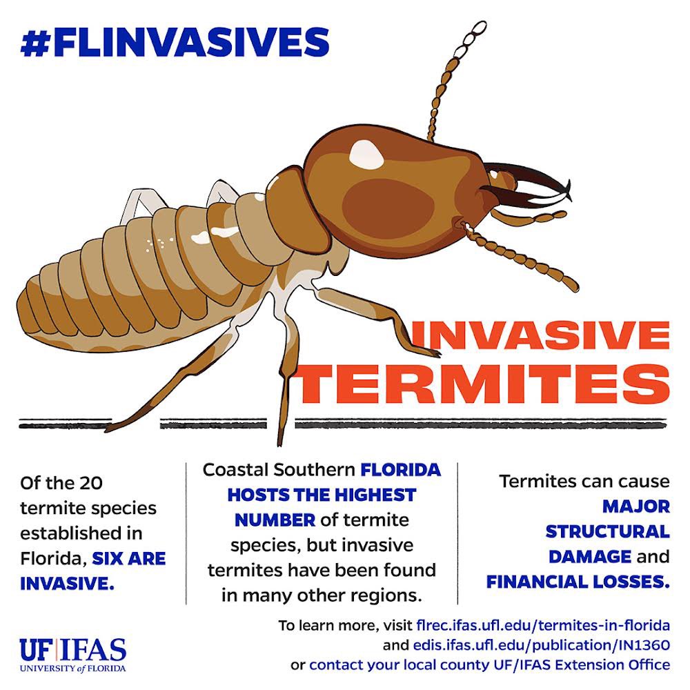 UF_IFAS's tweet photo. Florida’s subtropical climate and peninsular geography make it extremely vulnerable to invasive species.

Here are a few of the #FLinvasives who've made themselves at home.

#NationalInvasiveSpeciesAwarenessWeek #NISAW https://t.co/LpqqTMEFI4