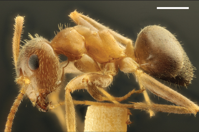 HymenopteraJour's tweet photo. An investigation into the relationships between the Sicilian populations historically attributed to the #ants Lasius emarginatus and L. maltaeus, to see if the latter is really an #endemicspecies: https://t.co/w5rWq6Ldl0

#biogeography #Hymenoptera #entomology #JHR95 https://t.co/PXHQZjwyRi