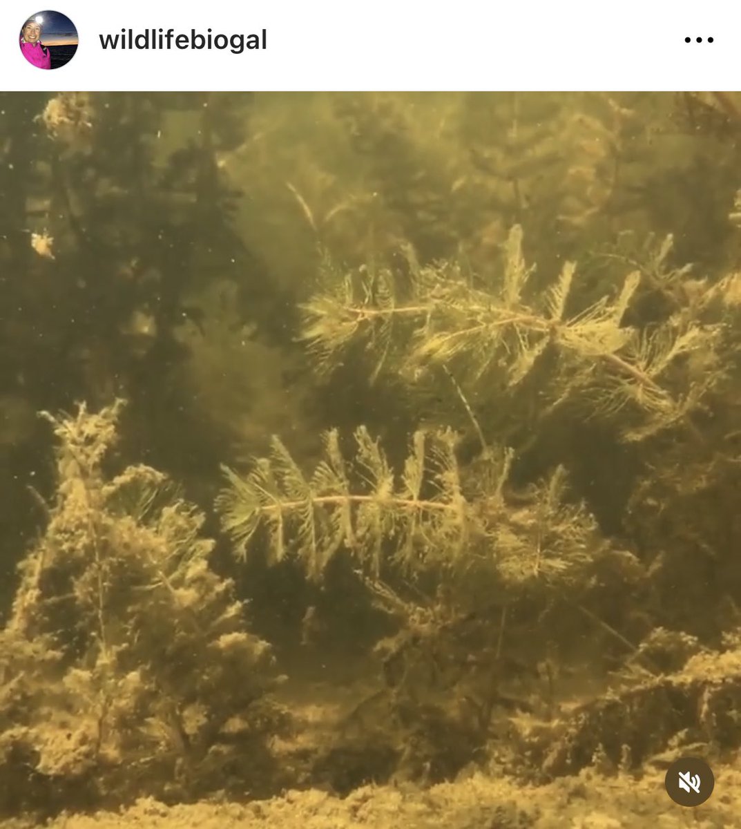 WildlifeBioGal's tweet image. An oldie for #MacrophyteMonday, along with strength for the next few weeks.