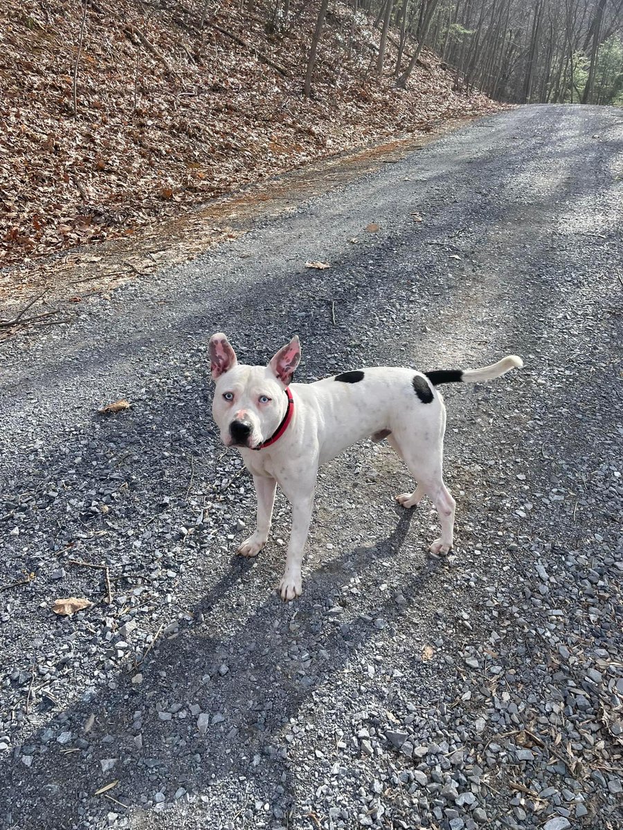 _LovingELLE's tweet image. Bruno💙#NationalLoveYourPetDay