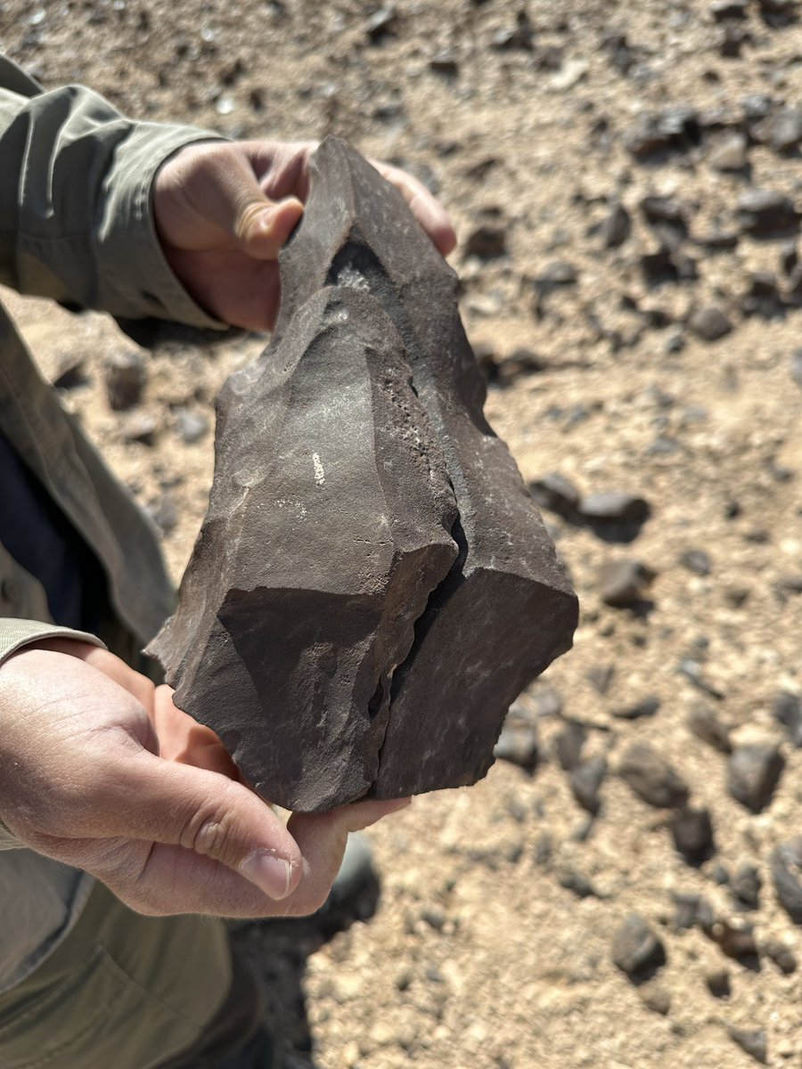 Arduq Team 2B had some beautiful Middle Palaeolithic finds today: a buried Nubian core and other MP artefacts with a carbonate crust our dating specialist is hopeful about, and some huge Nubian core and point refits from the surrounding area. Well done <a href="/DominikChlachu1/">Dominik Chlachula</a>