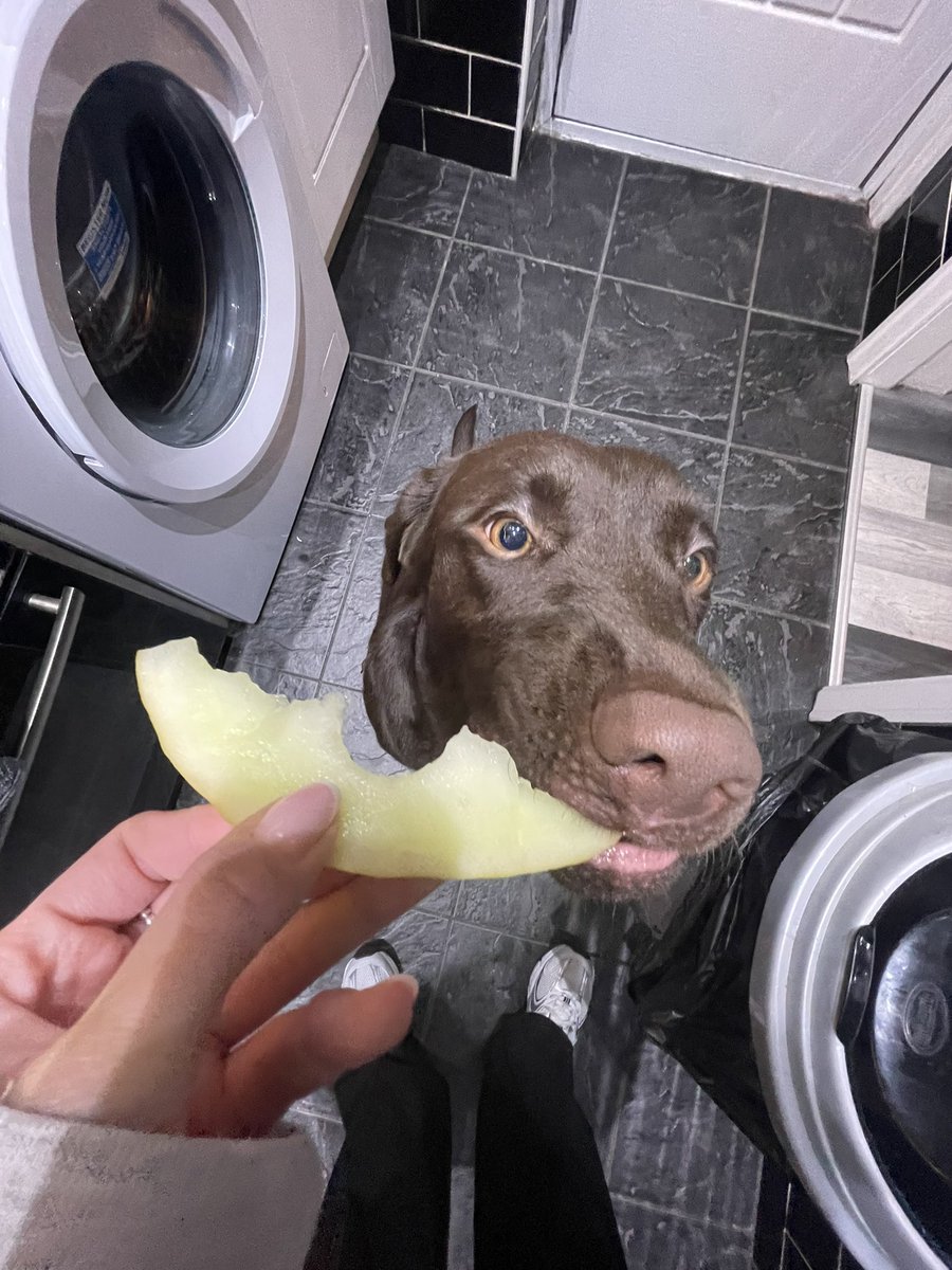 JodieWarb's tweet photo. it does not get cuter than my Wilma Woo🤎🫶🏻🐶 #PLTpetday https://t.co/VefQvtQh3r