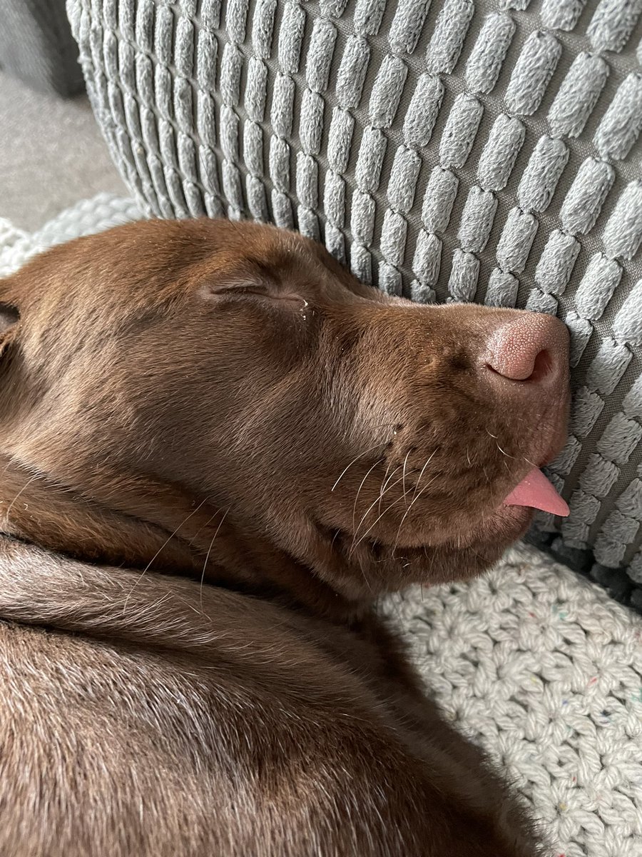 JodieWarb's tweet photo. it does not get cuter than my Wilma Woo🤎🫶🏻🐶 #PLTpetday https://t.co/VefQvtQh3r