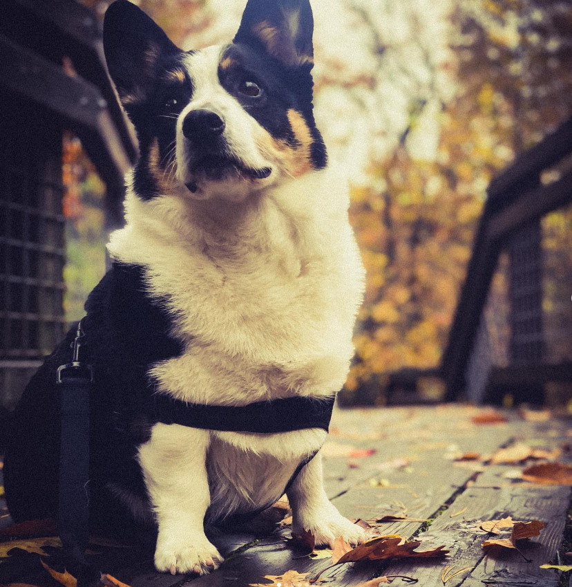 izzaezel's tweet photo. Dr. Corgi Jones wants you to have a great day.

(He's still in bed though, so his day hasn't even started yet.) https://t.co/eA24rpH9Y4