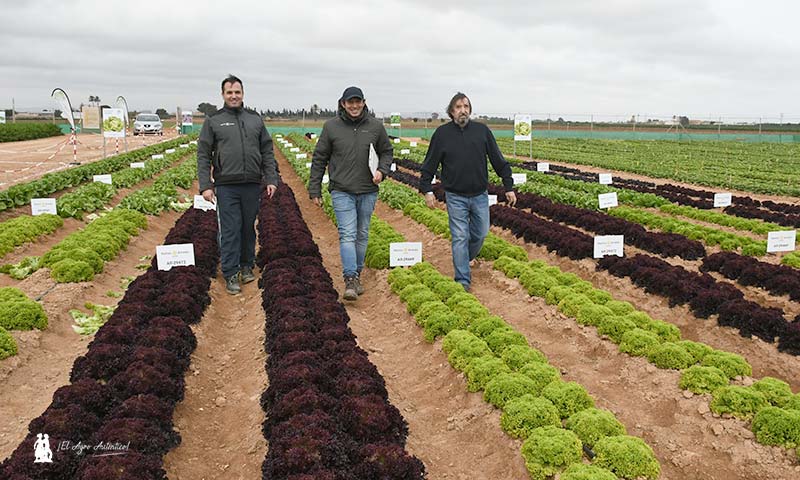 jaarcossanchez's tweet image. 🆙Ramiro Arnedo mejora resistencias a bremia, nasonovia y fusarium en #lechuga🥬

📝agroautentico.com/2023/02/ramiro…

📌Estreno en mini romanas y novedades en #romanas, cogollos, batavias, iceberg, escarolas, hojas de roble y lollos 🥬🥬🥬🥬

#agricultura #regióndeMurcia #campodeCartagena