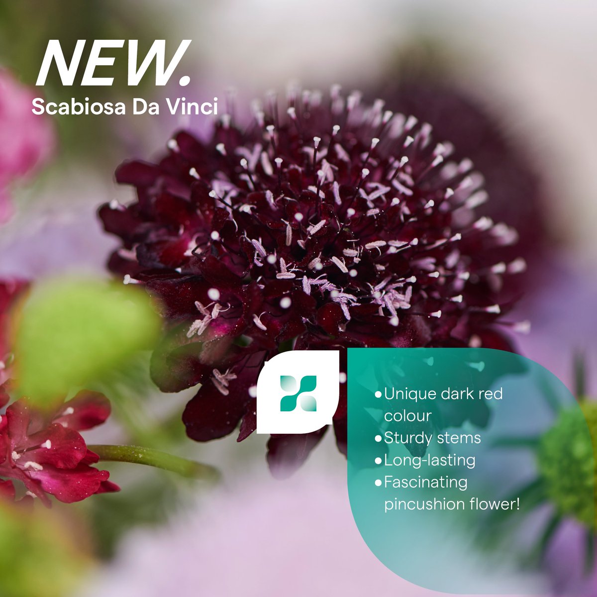 New to our Scabiosa cut flower assortment is Da Vinci! Scabiosa is in full development by our team of breeders, who already managed to create a very exciting colour range. 

Discover Scabiosa now: hilverdaflorist.com/assortment/cut…

#hilverdaflorist #new #scabiosa #flower #breeder